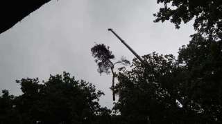 rooien en snoeien van bomen in Gilze Rijen.   